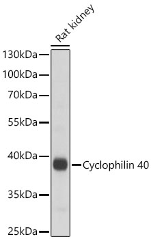 Cyclophilin 40 Rabbit Polyclonal Antibody
