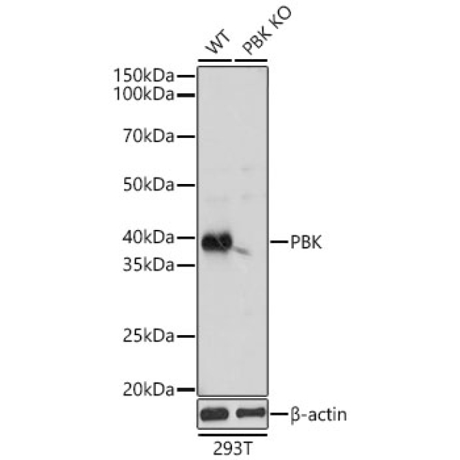PBK Rabbit Polyclonal Antibody [KO Validated]