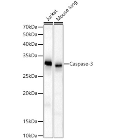 Caspase-3 Rabbit Polyclonal Antibody