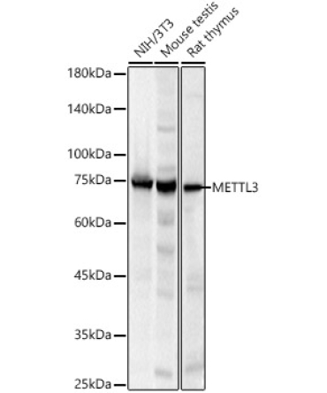 METTL3 Rabbit Polyclonal Antibody