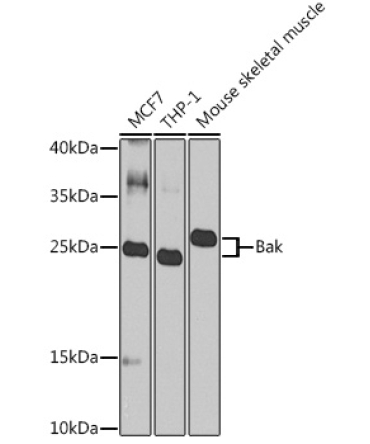 Bak Rabbit Polyclonal Antibody