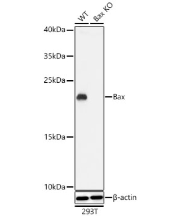 Bax Rabbit Polyclonal Antibody