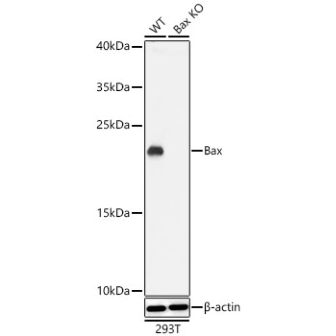 Bax Rabbit Polyclonal Antibody