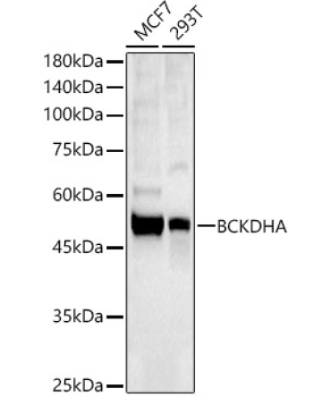 BCKDHA Rabbit Polyclonal Antibody