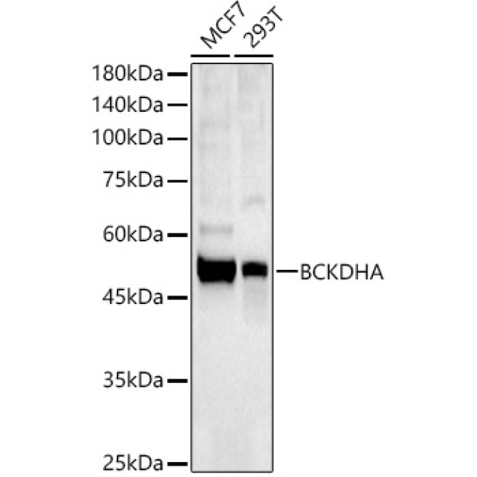 BCKDHA Rabbit Polyclonal Antibody