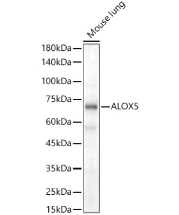 ALOX5 Rabbit Polyclonal Antibody