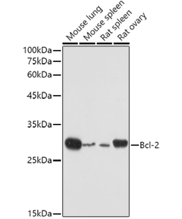 Bcl-2 Rabbit Polyclonal Antibody [KD Validated]