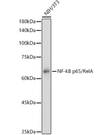 NF-kB p65/RelA Rabbit Polyclonal Antibody