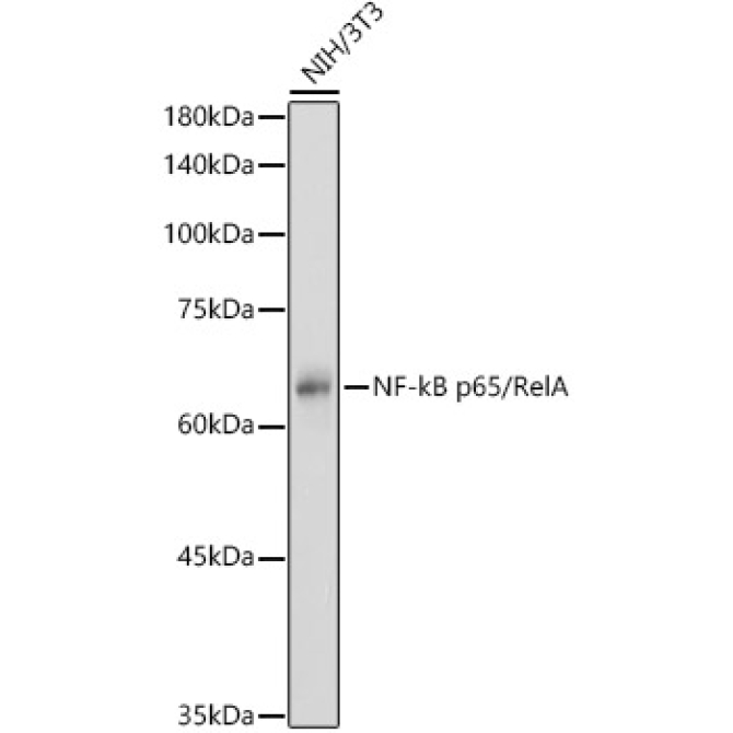 NF-kB p65/RelA Rabbit Polyclonal Antibody