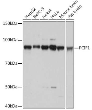 PCIF1 Rabbit Polyclonal Antibody