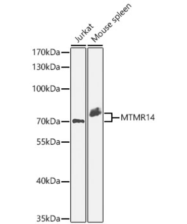 MTMR14 Rabbit Polyclonal Antibody