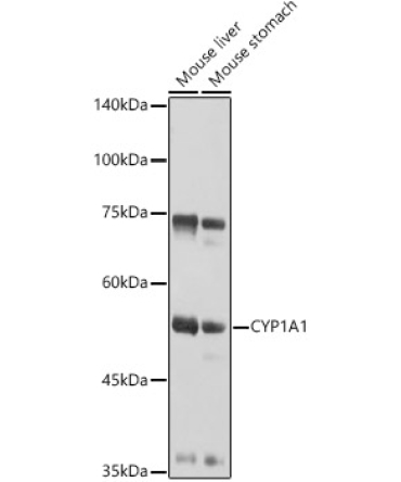CYP1A1 Rabbit Polyclonal Antibody