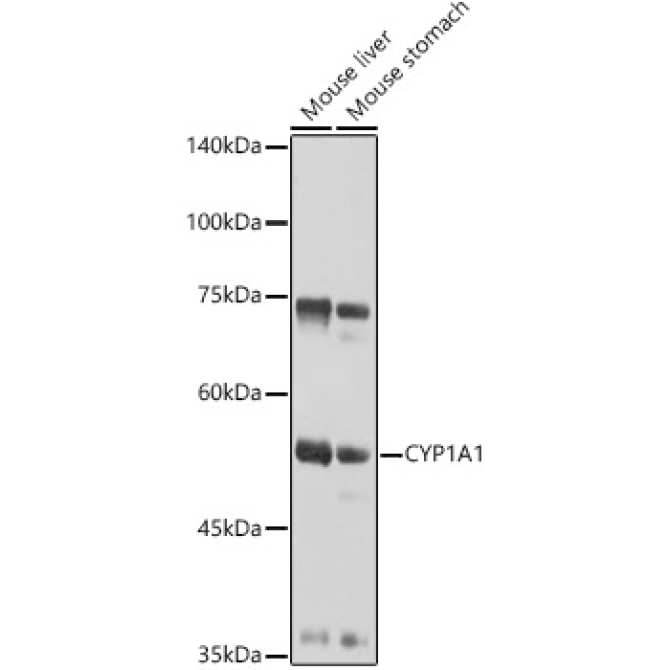 CYP1A1 Rabbit Polyclonal Antibody