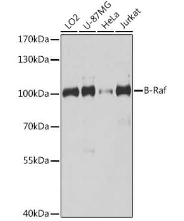 B-Raf Rabbit Polyclonal Antibody