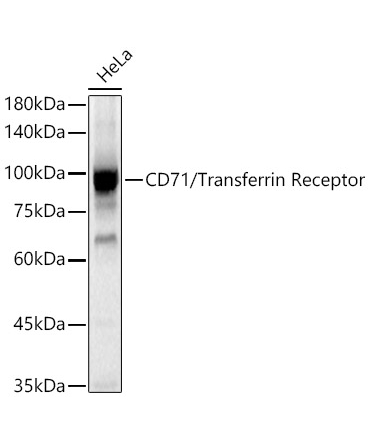 CD71/Transferrin Receptor Rabbit Polyclonal Antibody