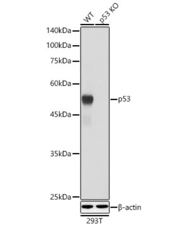p53 Rabbit Polyclonal Antibody [KO Validated]