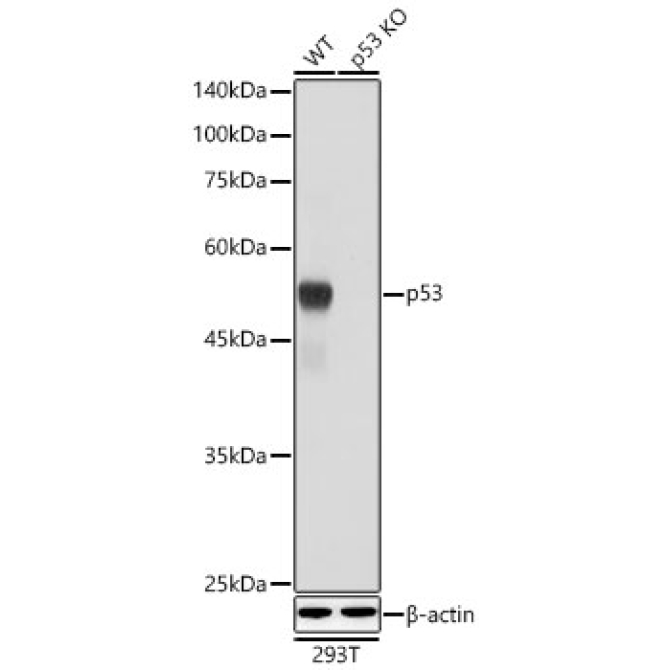 p53 Rabbit Polyclonal Antibody [KO Validated]