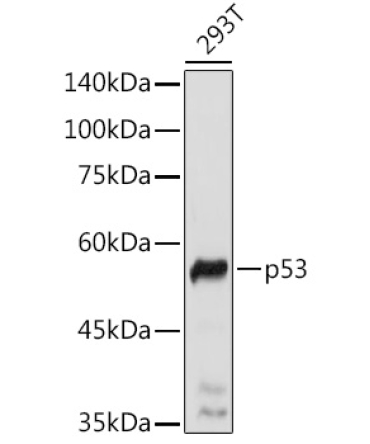 p53 Rabbit Polyclonal Antibody