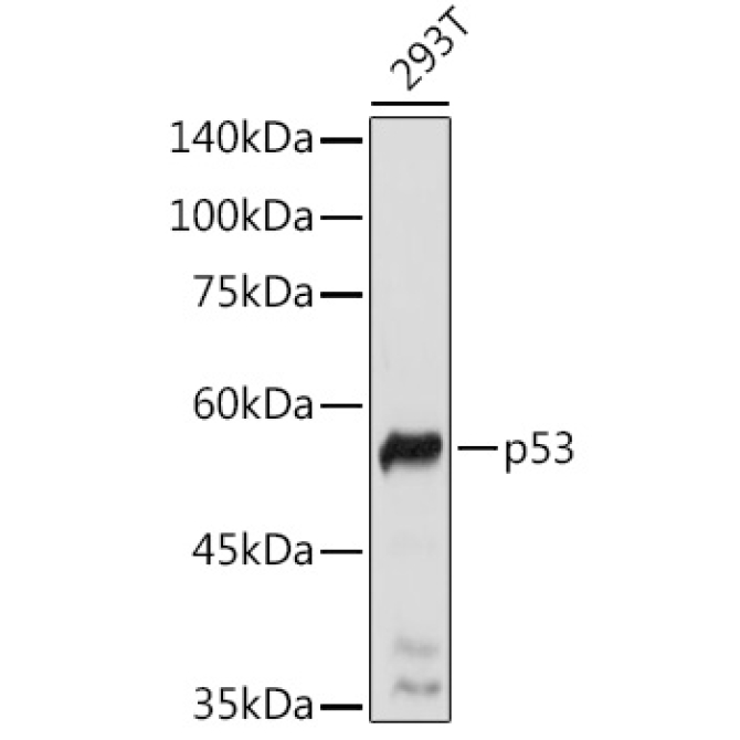 p53 Rabbit Polyclonal Antibody