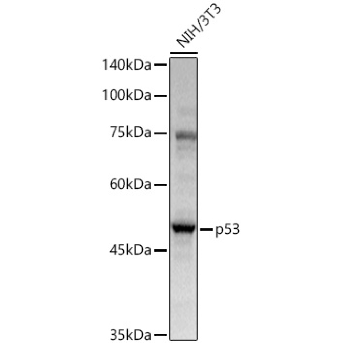 p53 Rabbit Polyclonal Antibody