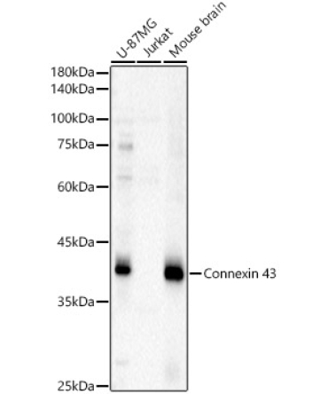 Connexin 43 Rabbit Polyclonal Antibody