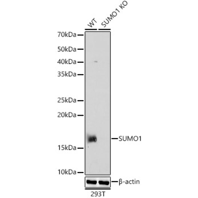 SUMO1 Rabbit Polyclonal Antibody [KO Validated]