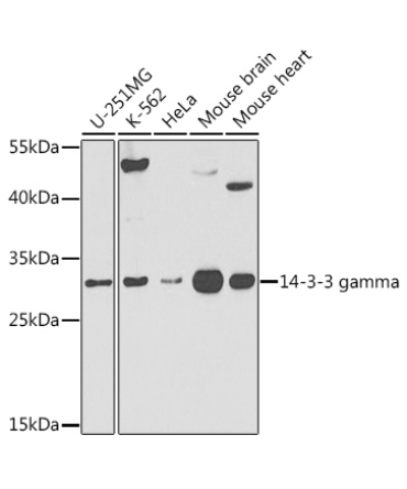 14-3-3 gamma Rabbit Polyclonal Antibody