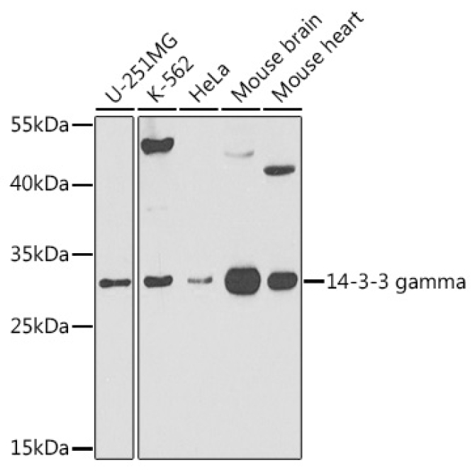 14-3-3 gamma Rabbit Polyclonal Antibody