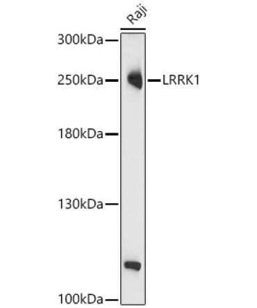 LRRK1 Rabbit Polyclonal Antibody