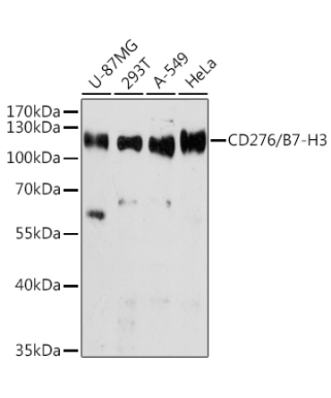 CD276/B7-H3 Rabbit Polyclonal Antibody