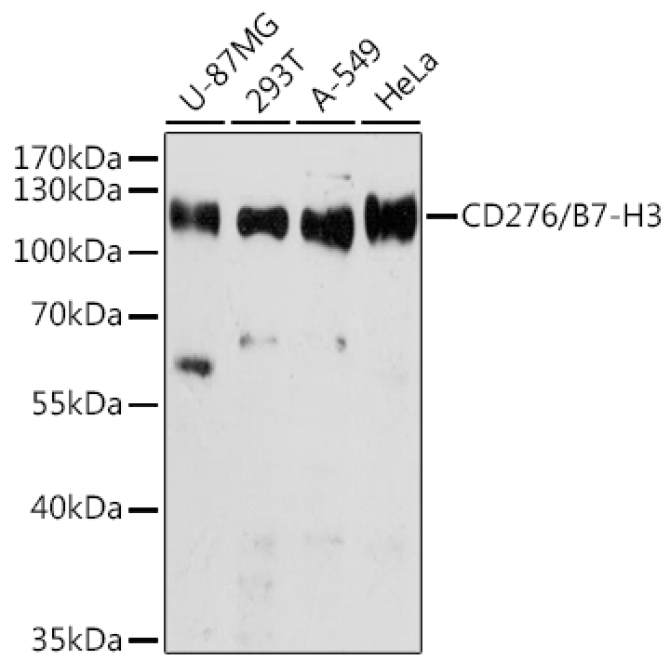 CD276/B7-H3 Rabbit Polyclonal Antibody
