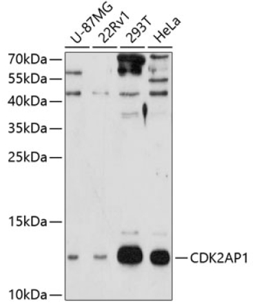 CDK2AP1 Rabbit Polyclonal Antibody