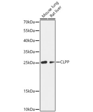 CLPP Rabbit Polyclonal Antibody