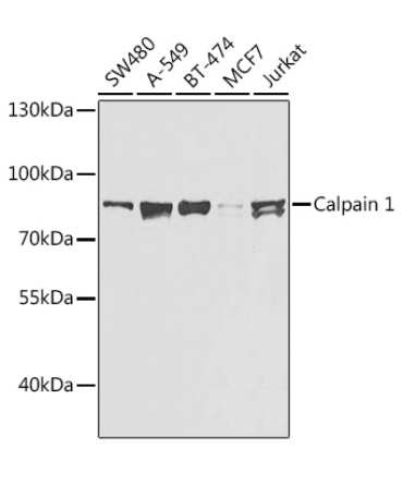 Calpain 1 Rabbit Polyclonal Antibody