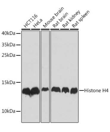 Histone H4 Rabbit Polyclonal Antibody [KO Validated]