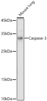 Caspase-3 Rabbit Polyclonal Antibody