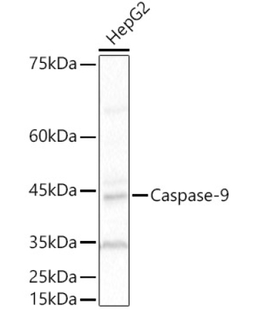 Caspase-9 Rabbit Polyclonal Antibody [KO Validated]