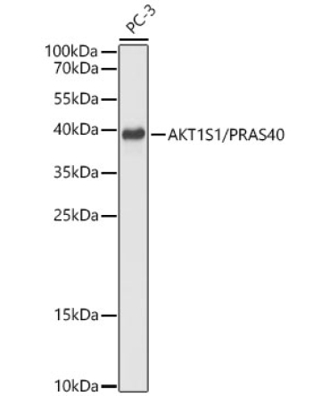AKT1S1/PRAS40 Rabbit Polyclonal Antibody