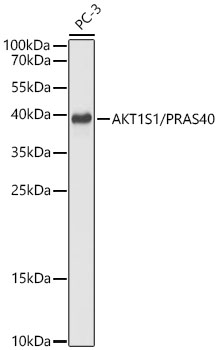 AKT1S1/PRAS40 Rabbit Polyclonal Antibody