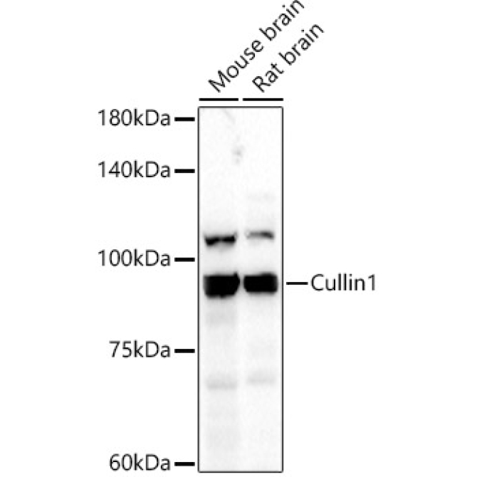 Cullin 1 Rabbit Polyclonal Antibody