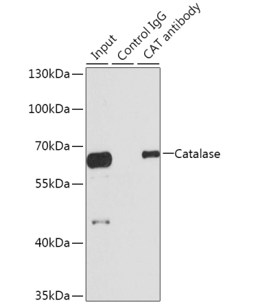 Catalase Rabbit Polyclonal Antibody