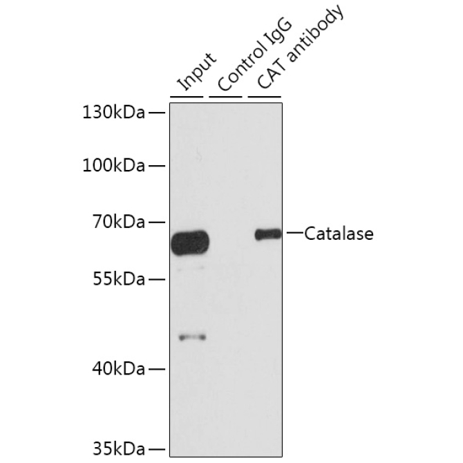 Catalase Rabbit Polyclonal Antibody