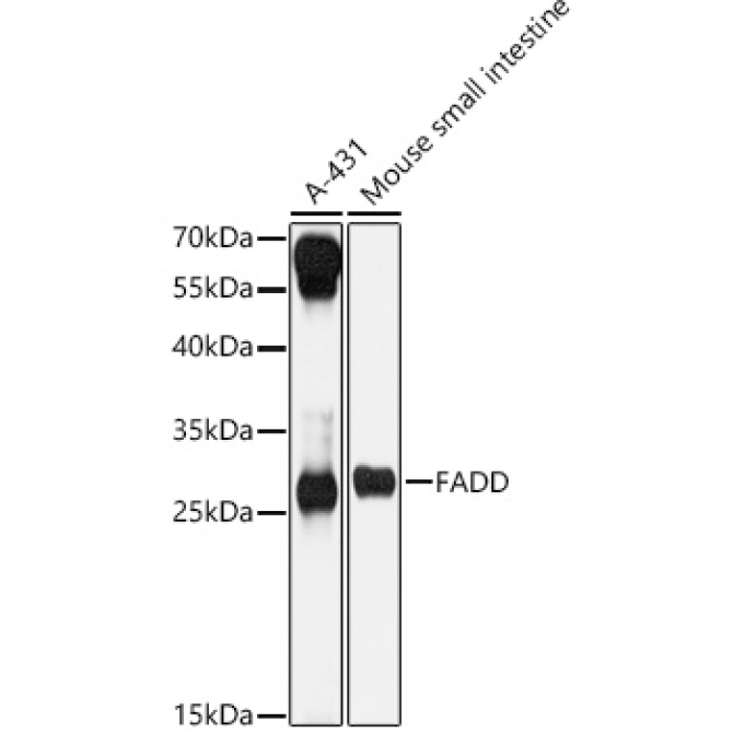 FADD Rabbit Polyclonal Antibody