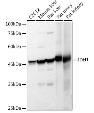 IDH1 Rabbit Polyclonal Antibody