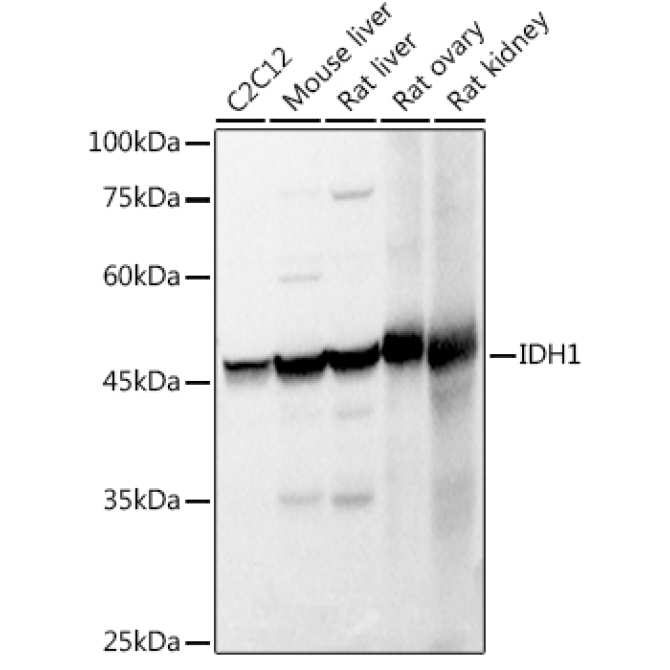 IDH1 Rabbit Polyclonal Antibody