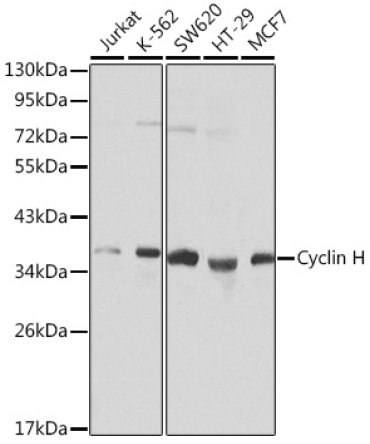 Cyclin H Rabbit Polyclonal Antibody
