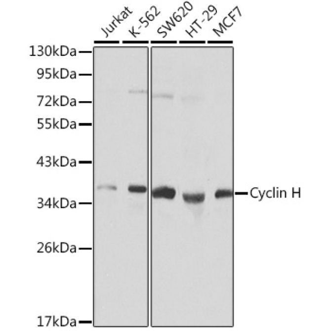 Cyclin H Rabbit Polyclonal Antibody