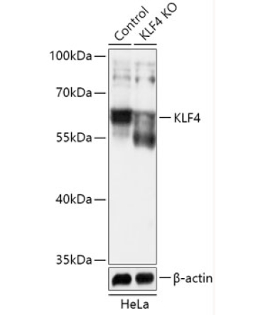 KLF4 Rabbit Polyclonal Antibody