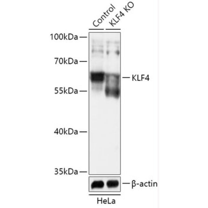 KLF4 Rabbit Polyclonal Antibody