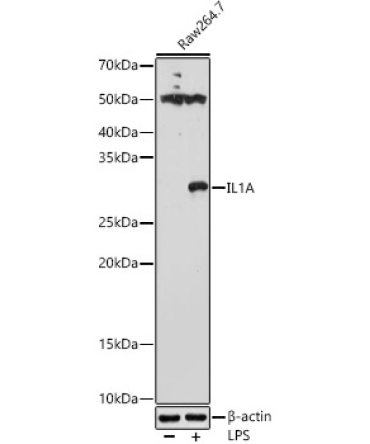 IL-1 alpha Rabbit Polyclonal Antibody